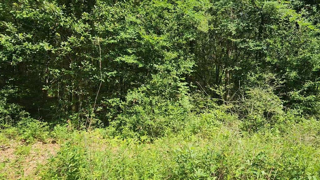 Lot 2 Hollybrook Drive, Plantersville, Texas image 10