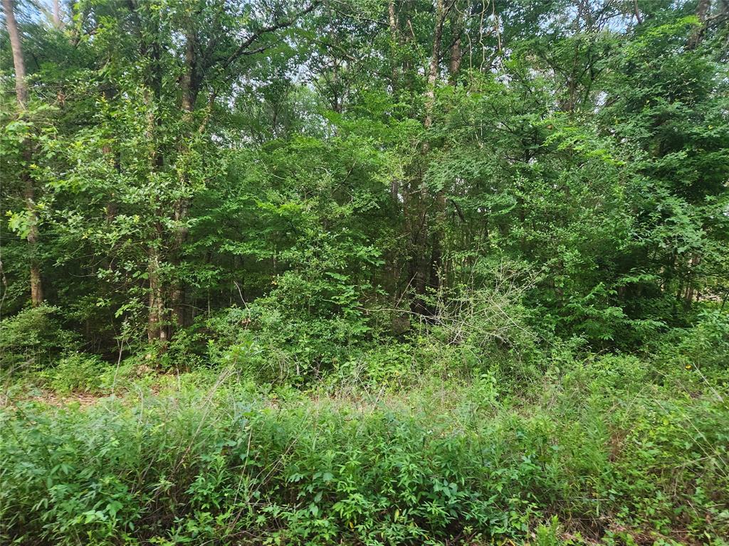 Lot 2 Hollybrook Drive, Plantersville, Texas image 2