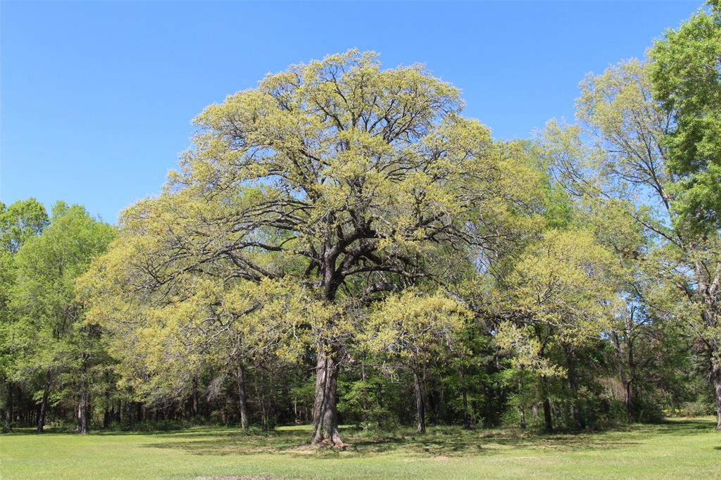 542 NE Briargrove Street, Crockett, Texas image 50