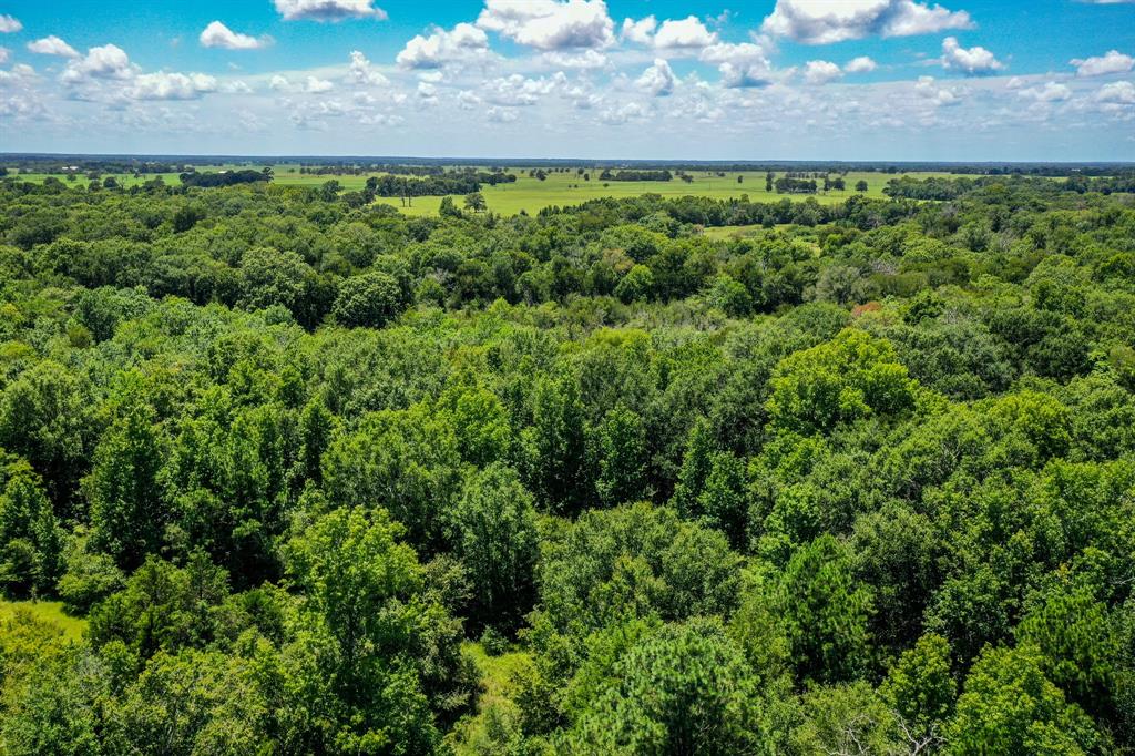 10.01 Acres Ranches At Lone Star Ridge, Lovelady, Texas image 12
