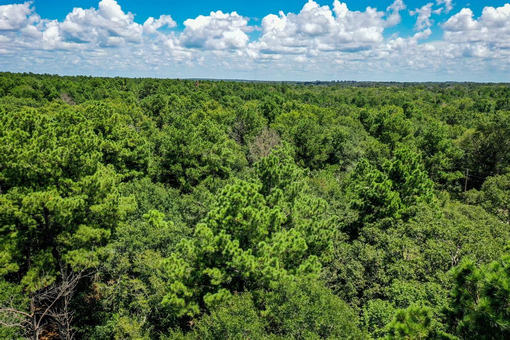 10.01 Acres Ranches At Lone Star Ridge, Lovelady, Texas image 5
