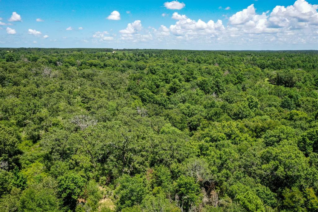 10.01 Acres Ranches At Lone Star Ridge, Lovelady, Texas image 11