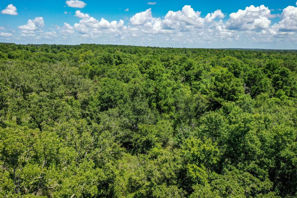 10.01 Acres Ranches At Lone Star Ridge, Lovelady, Texas image 8