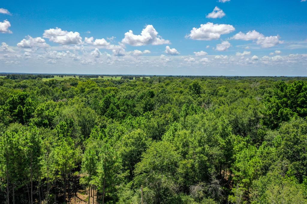 10.01 Acres Ranches At Lone Star Ridge, Lovelady, Texas image 9
