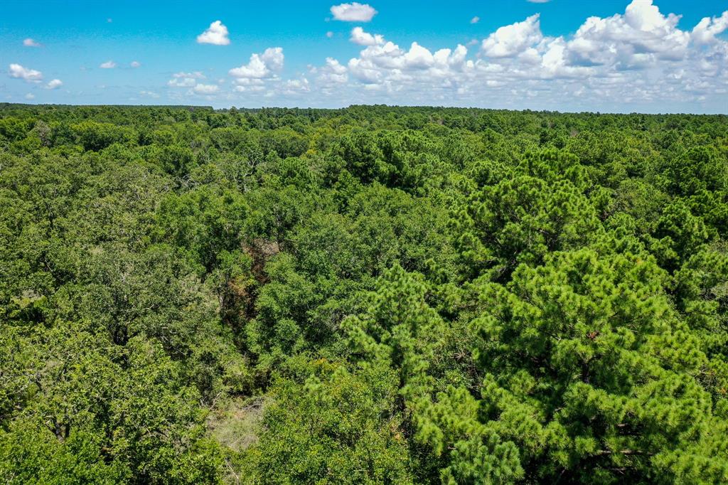 10.01 Acres Ranches At Lone Star Ridge, Lovelady, Texas image 6