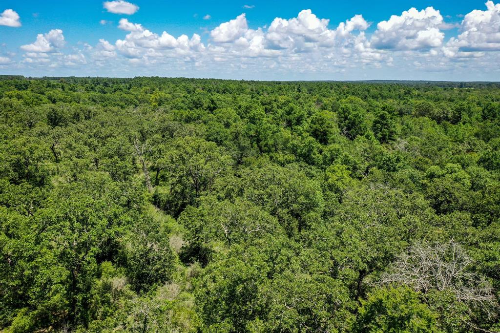 10.01 Acres Ranches At Lone Star Ridge, Lovelady, Texas image 10
