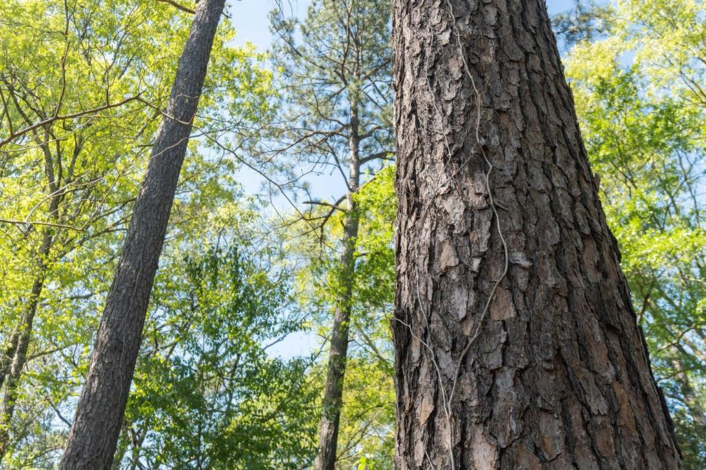 TBD E Forest Service Rd 527, Kennard, Texas image 6