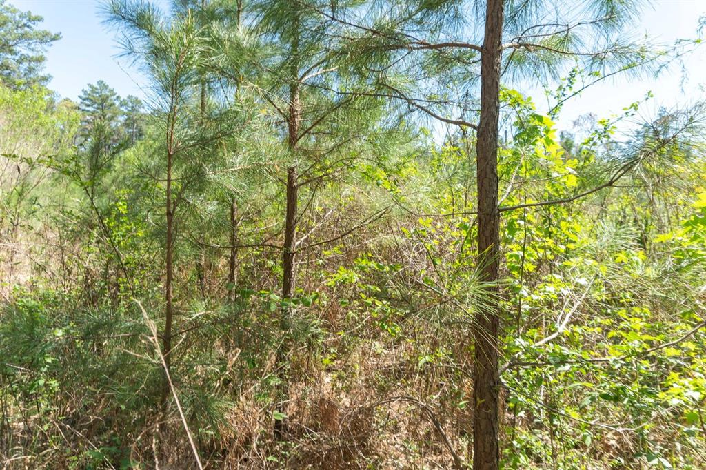 TBD E Forest Service Rd 527, Kennard, Texas image 7