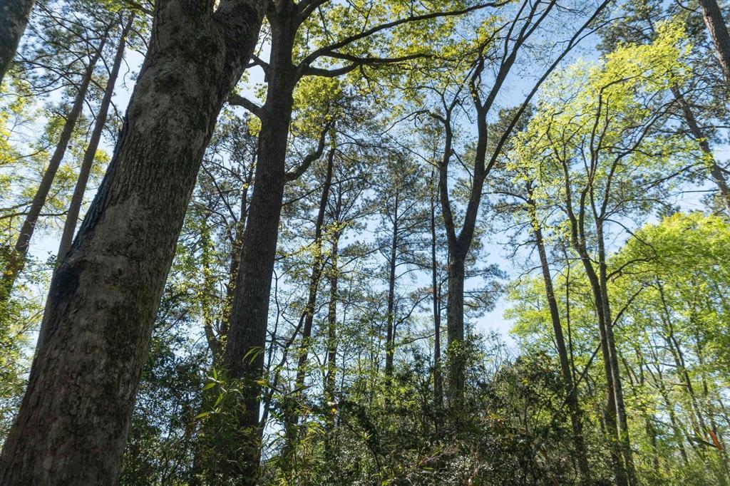 TBD E Forest Service Rd 527, Kennard, Texas image 17