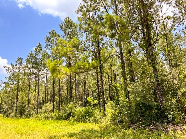 000 County Road 1425, Warren, Texas image 17