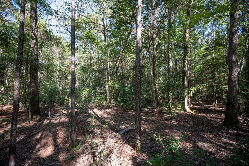 T.B.D. County Rd 3000, Woodville, Texas image 3
