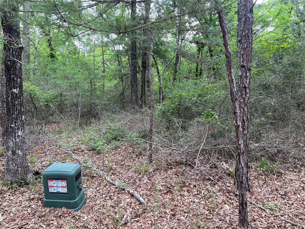 Cedar Court, Huntsville, Texas image 7