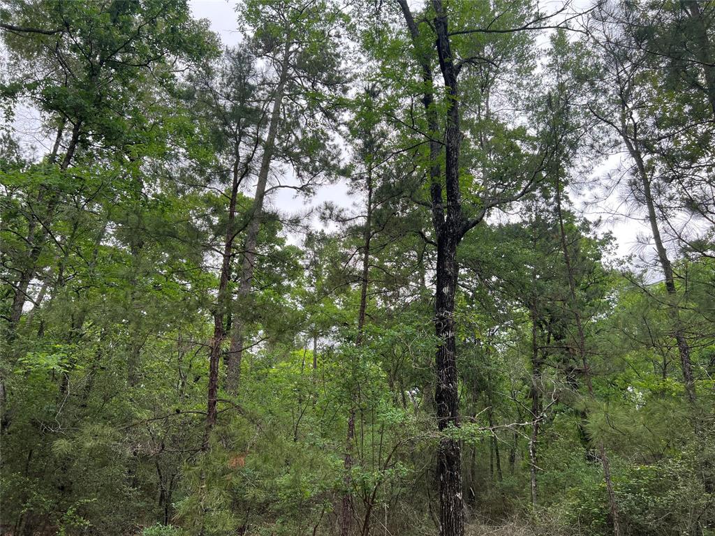 Cedar Court, Huntsville, Texas image 11
