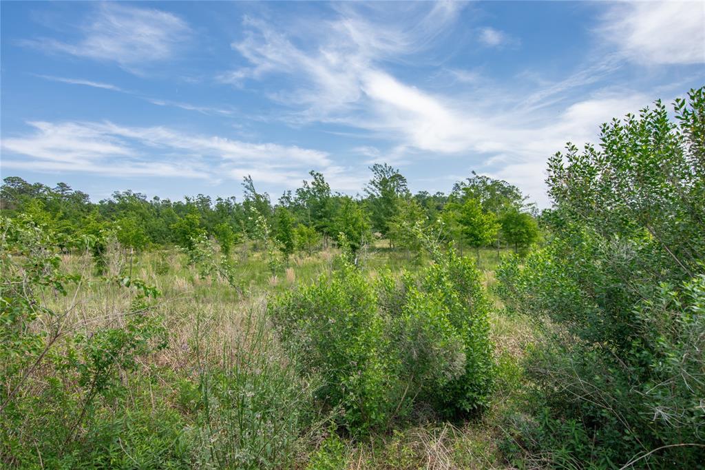 22214 Orchard Dale Drive, Spring, Texas image 35