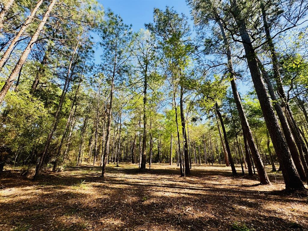 Lot 13A Texas Grand Road, Huntsville, Texas image 1