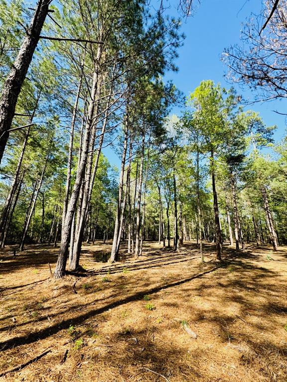 Lot 13A Texas Grand Road, Huntsville, Texas image 3