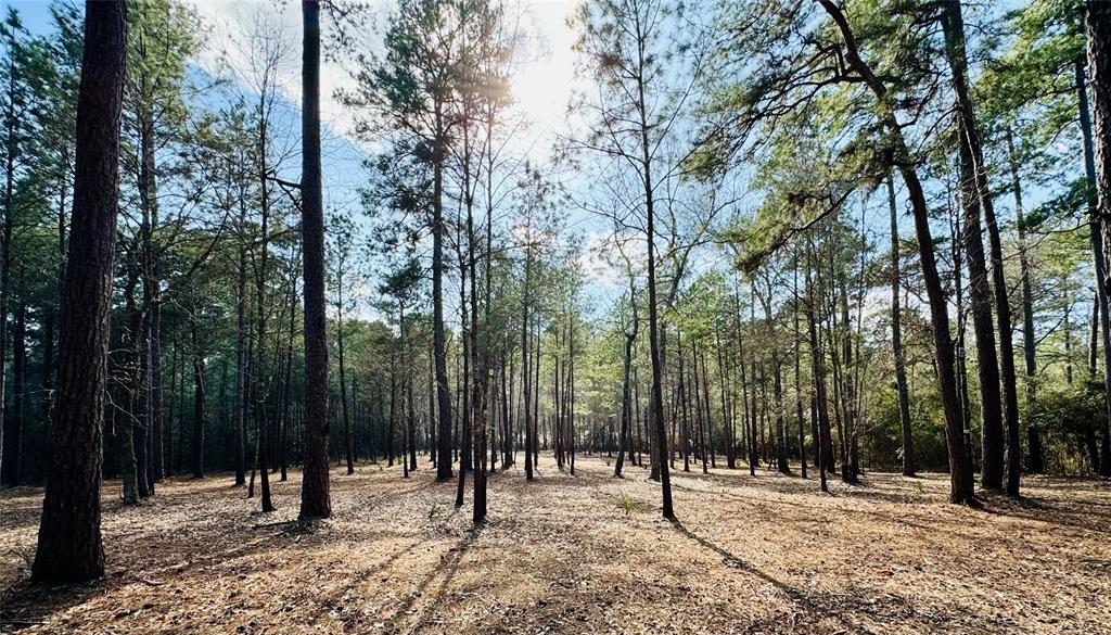 Lot 13A Texas Grand Road, Huntsville, Texas image 4