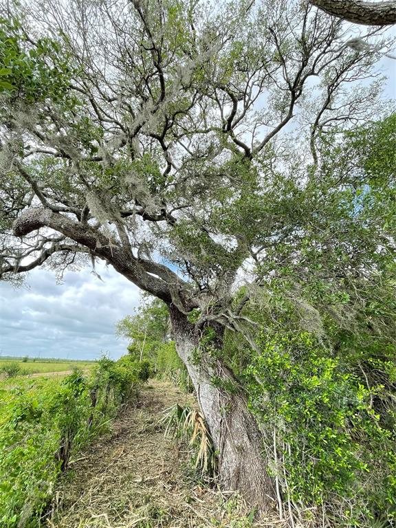 TBD County Road 488 Loop, Sweeny, Texas image 43