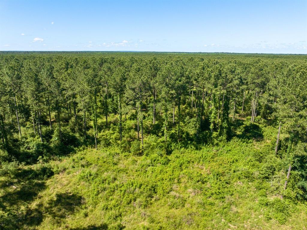 Bo Brown Road, Trinity, Texas image 20