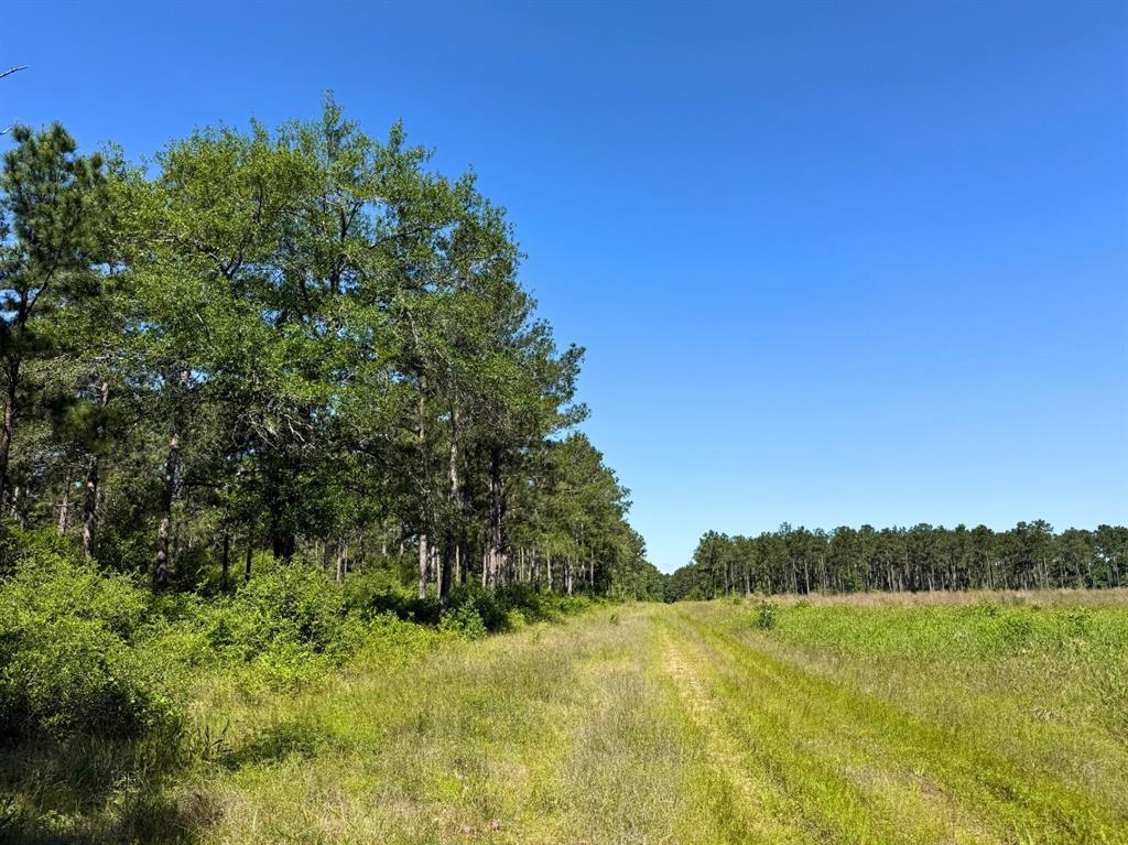 Bo Brown Road, Trinity, Texas image 8