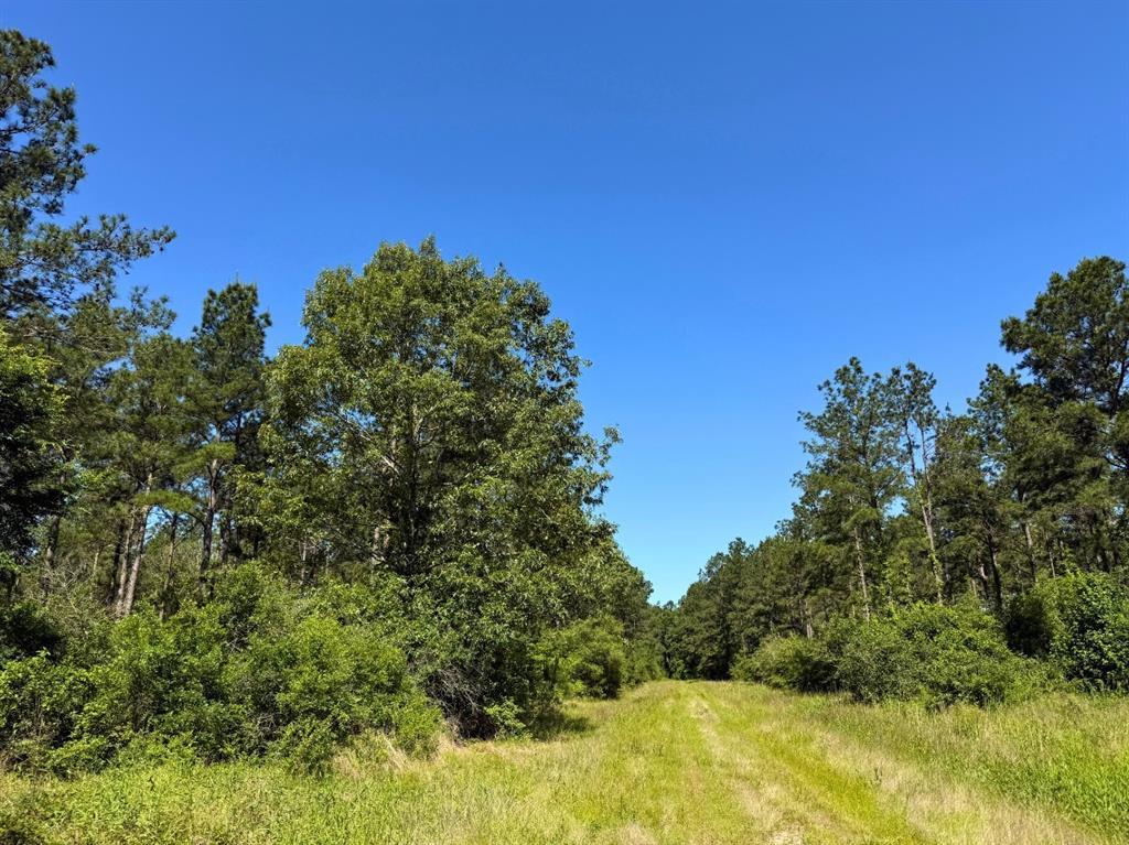 Bo Brown Road, Trinity, Texas image 13