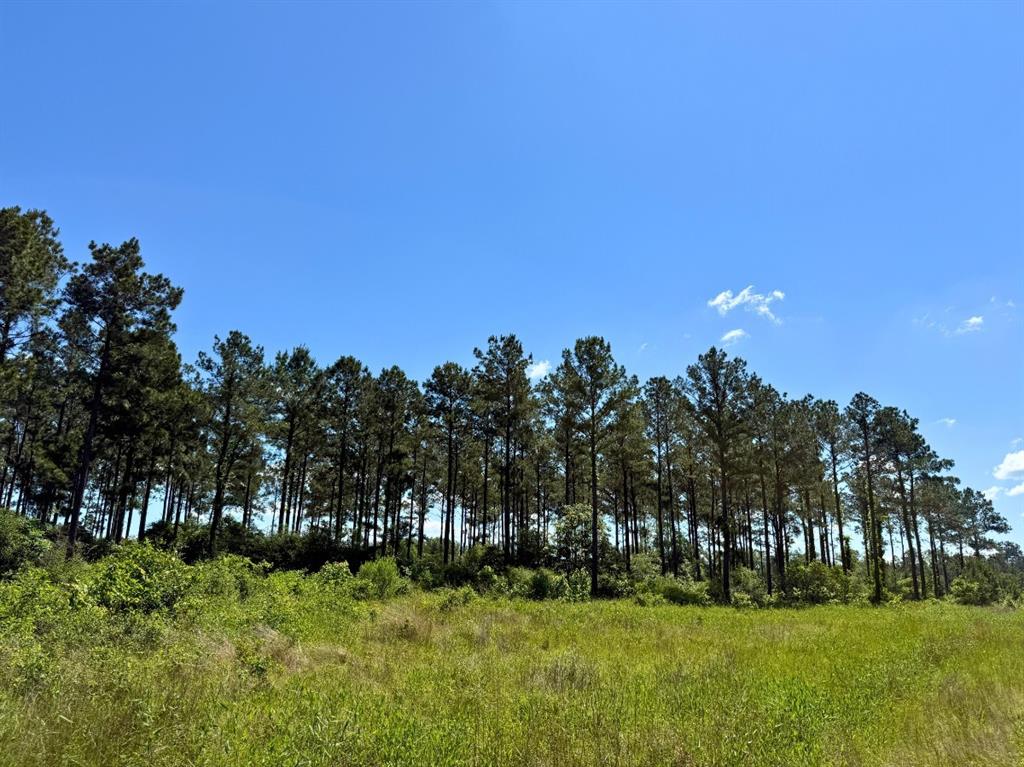 Bo Brown Road, Trinity, Texas image 17