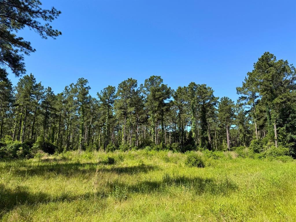 Bo Brown Road, Trinity, Texas image 14
