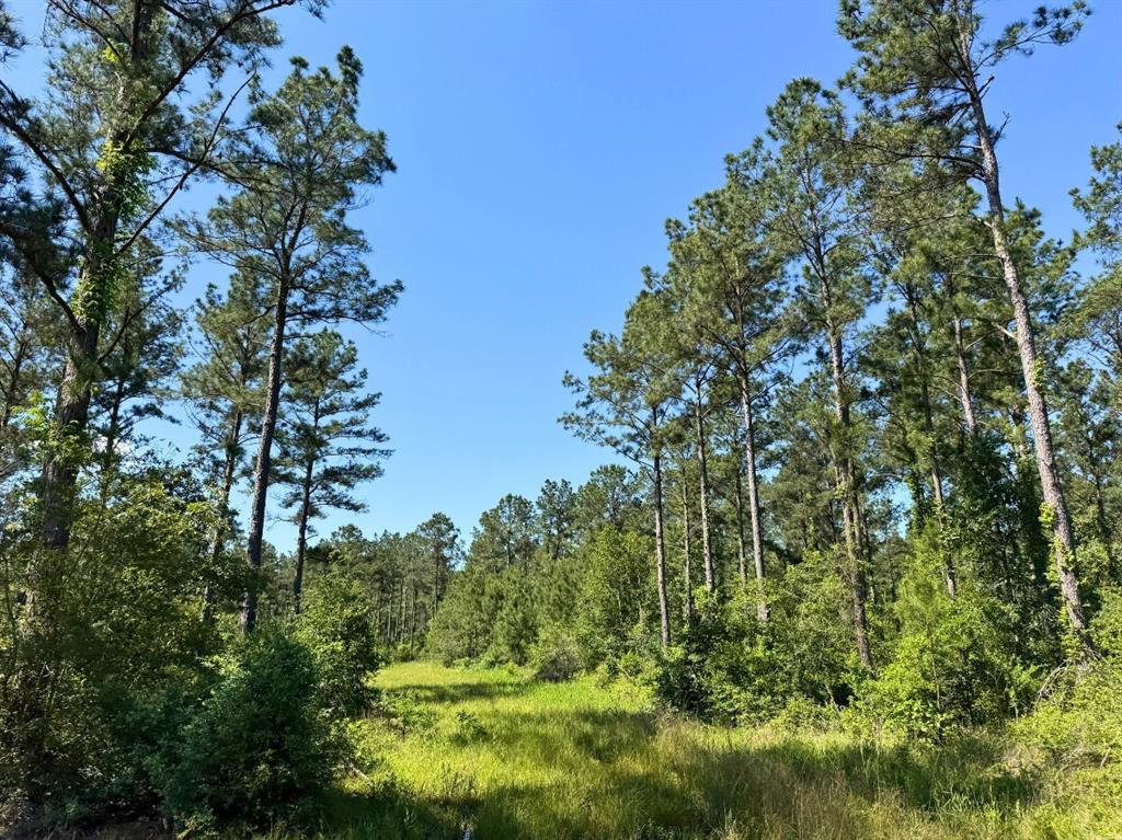 Bo Brown Road, Trinity, Texas image 12