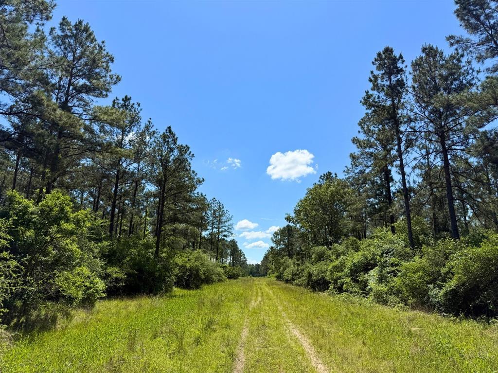 Bo Brown Road, Trinity, Texas image 16