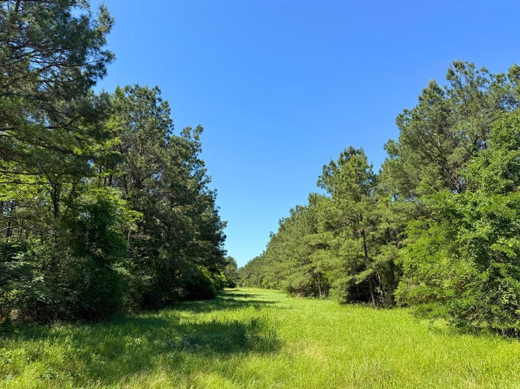Bo Brown Road, Trinity, Texas image 11