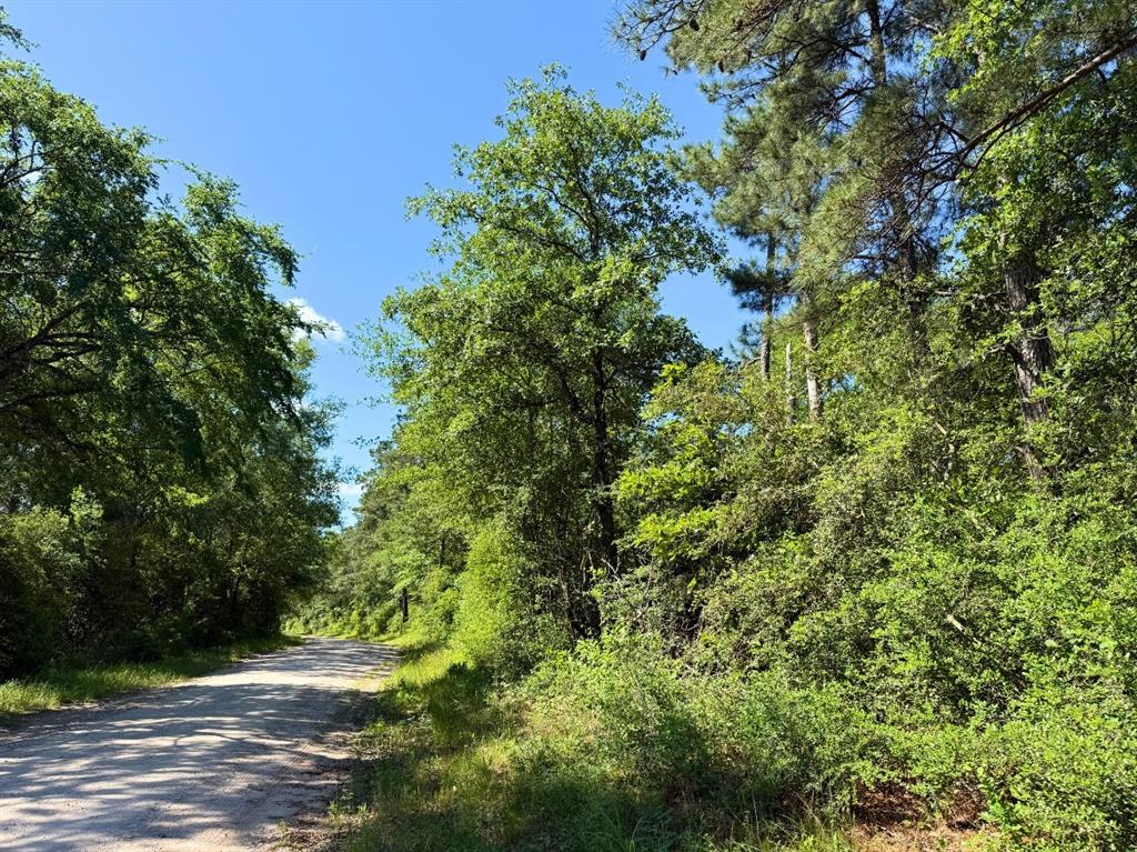 Bo Brown Road, Trinity, Texas image 7
