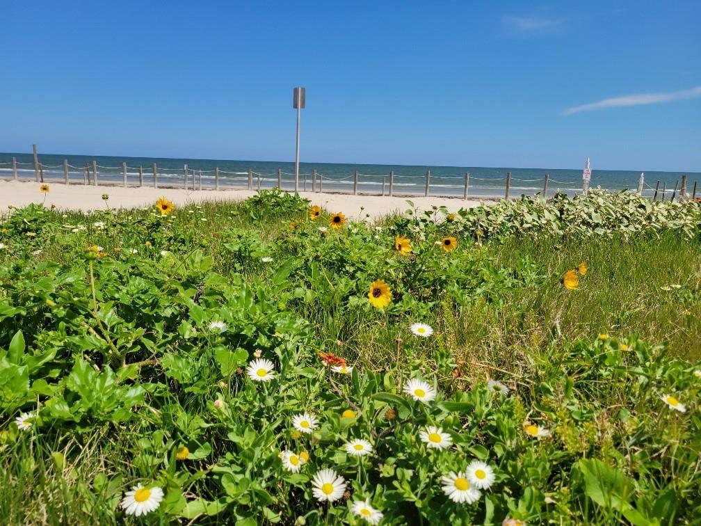 Bermuda Beach, Galveston, Texas image 2