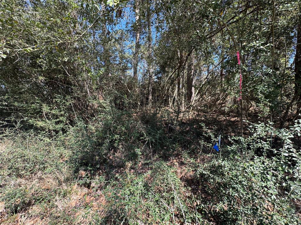 LOT 206 Coushatta, Onalaska, Texas image 4
