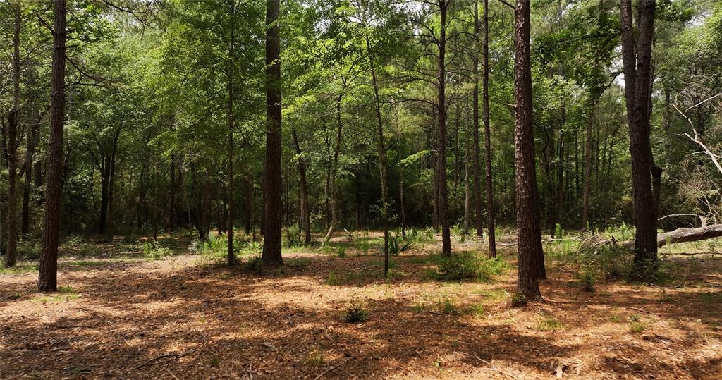 167 Winchester Road, Huntsville, Texas image 11