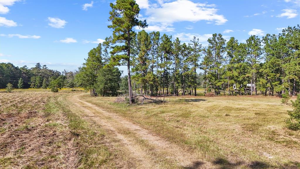 1615 Bob Williams Road, Thicket, Texas image 3