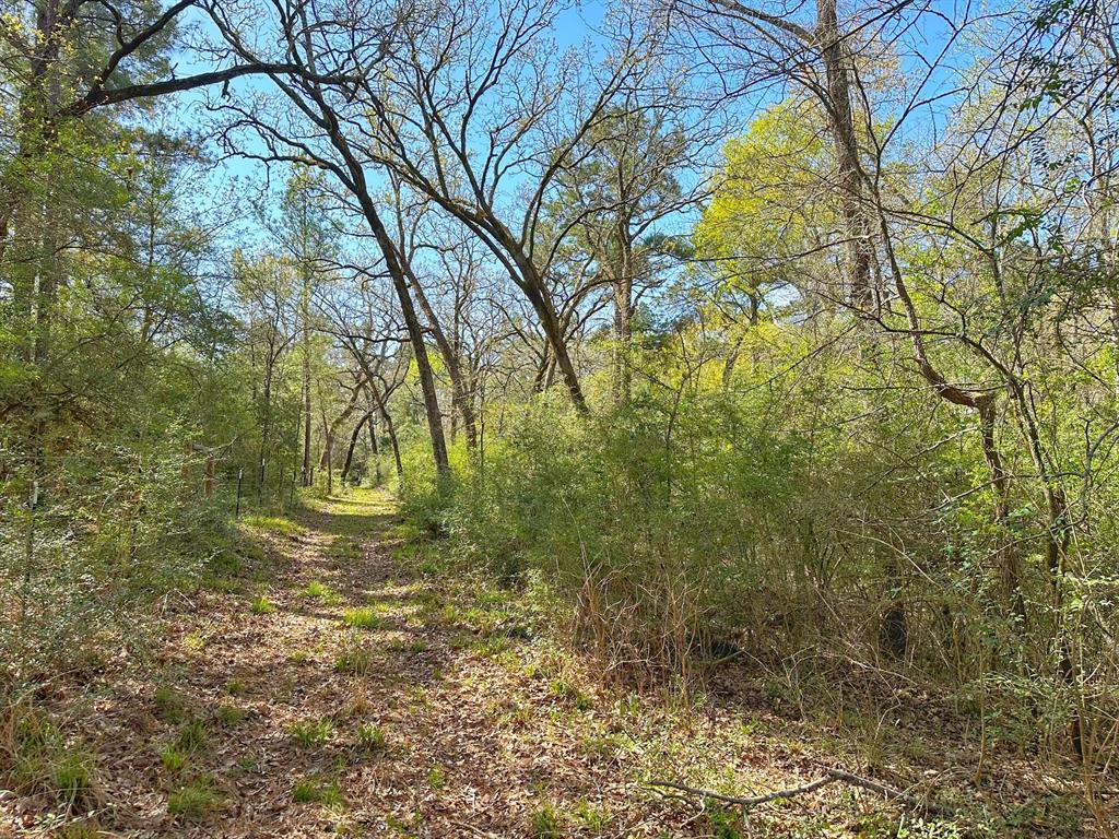 25 Ac Cr 134, Leona, Texas image 8