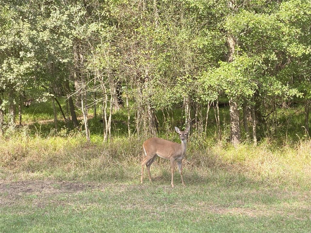 TBD Sour Lake Cir, Cleveland, Texas image 8