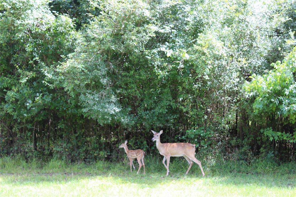 TBD Sour Lake Cir, Cleveland, Texas image 22