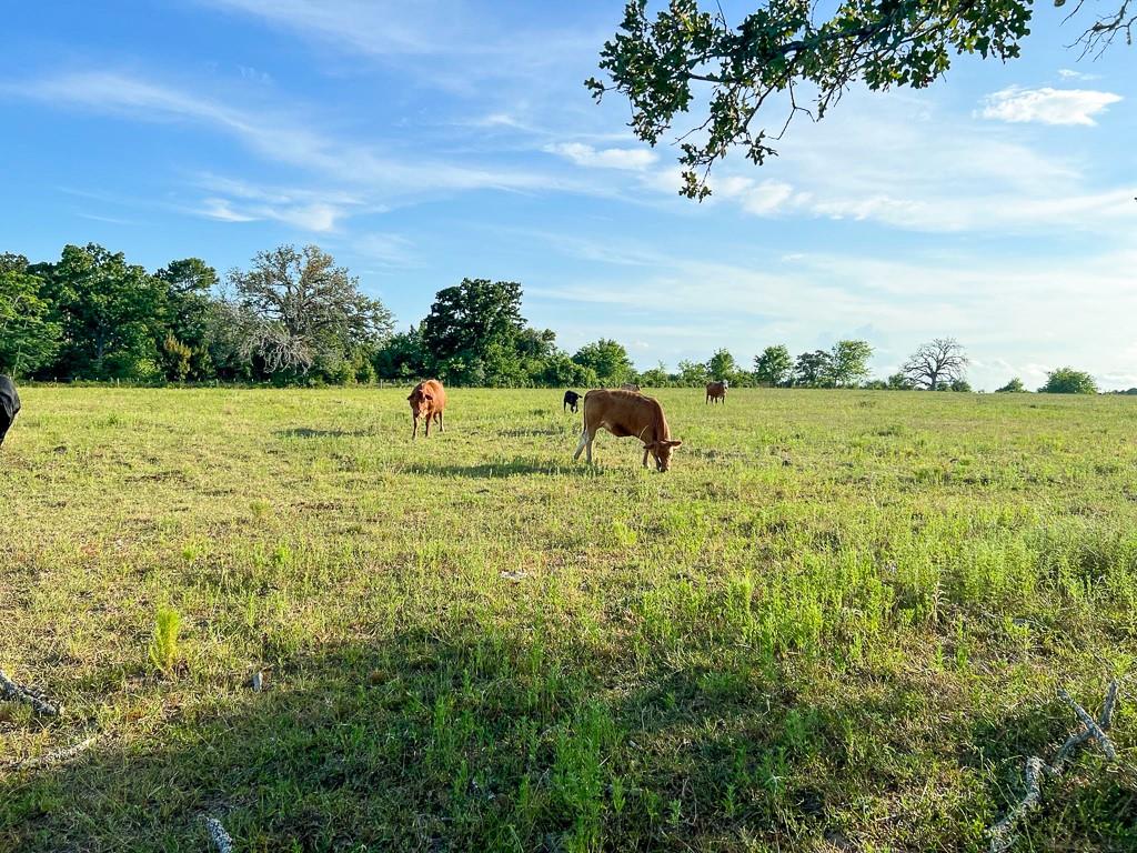 6275 County Road 206, Plantersville, Texas image 7
