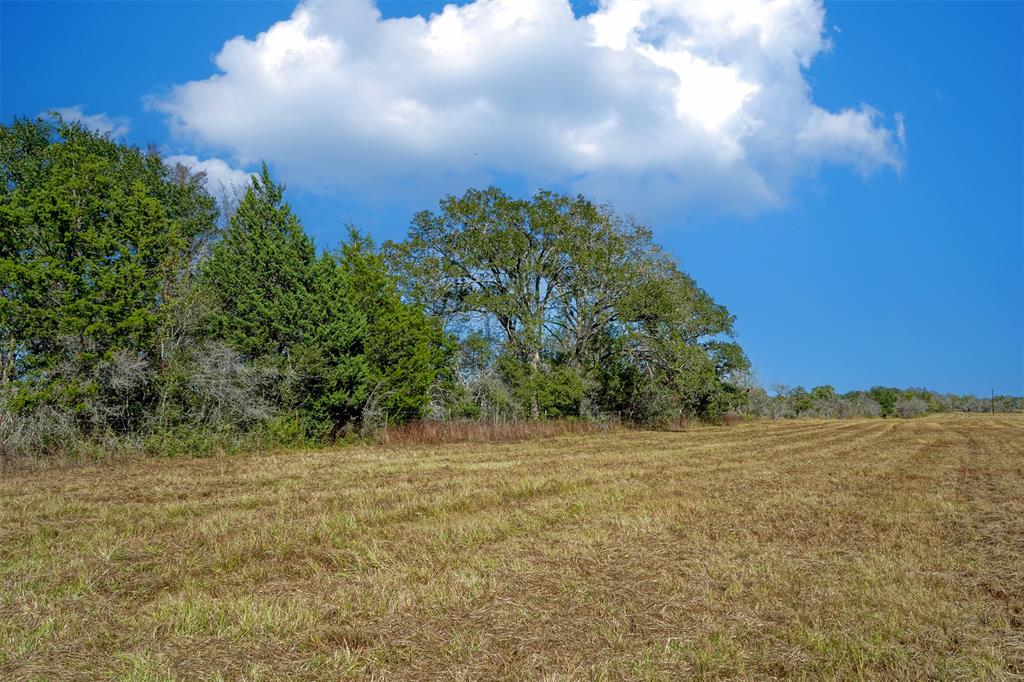 Lot 3 County Rd 229, Bedias, Texas image 7