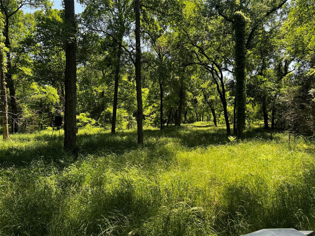 Meyer Road, San Felipe, Texas image 30