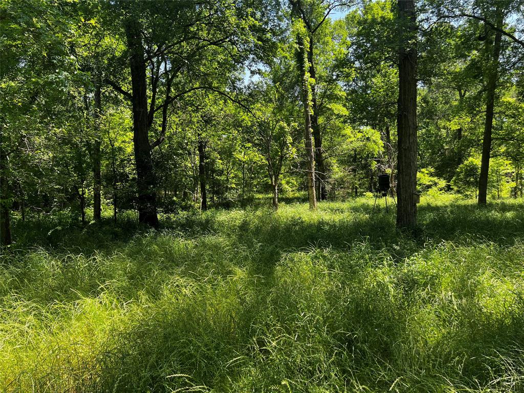 Meyer Road, San Felipe, Texas image 29