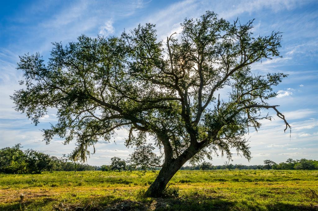 5125 Cr 700, Brazoria, Texas image 3