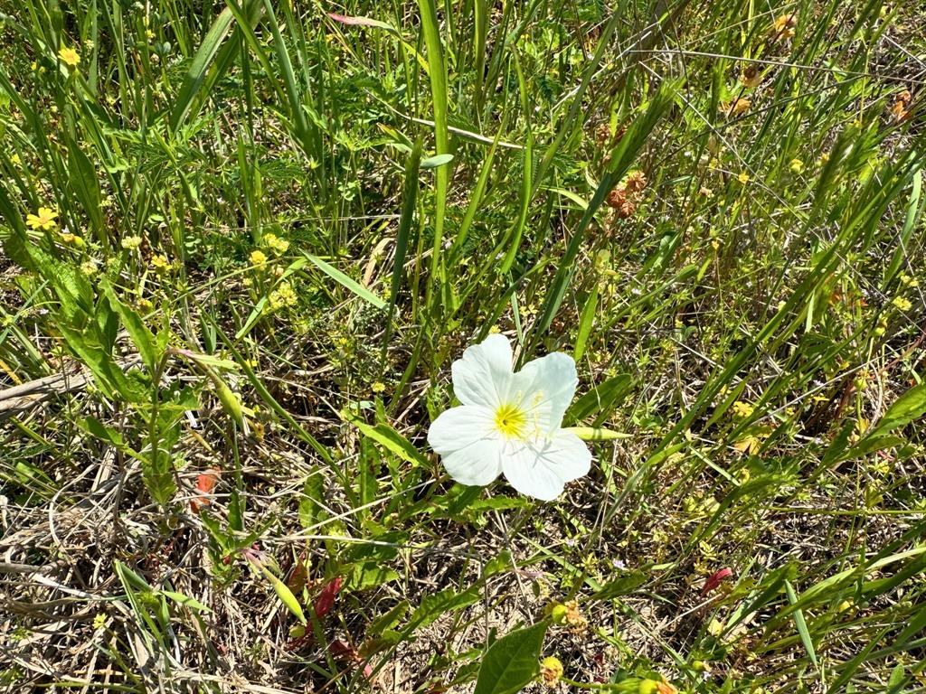 Lost Creek Road, Lovelady, Texas image 19