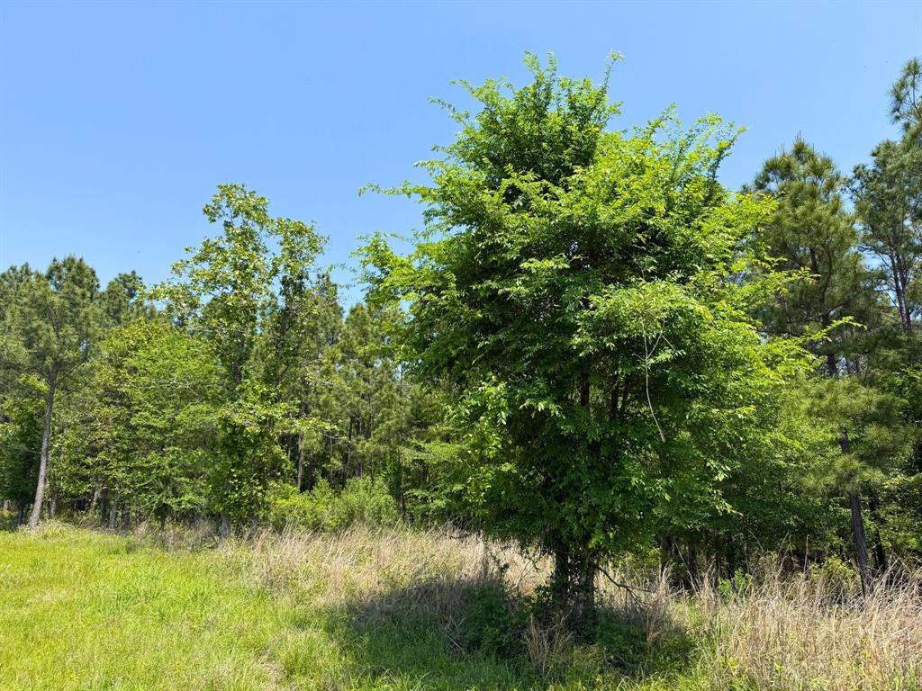 Lost Creek Road, Lovelady, Texas image 20