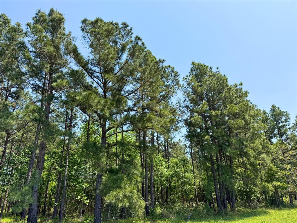 Lost Creek Road, Lovelady, Texas image 18