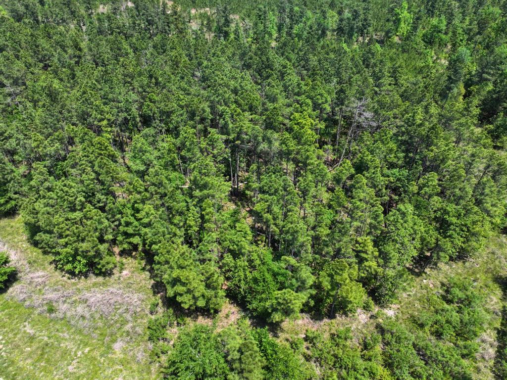 Lost Creek Road, Lovelady, Texas image 12