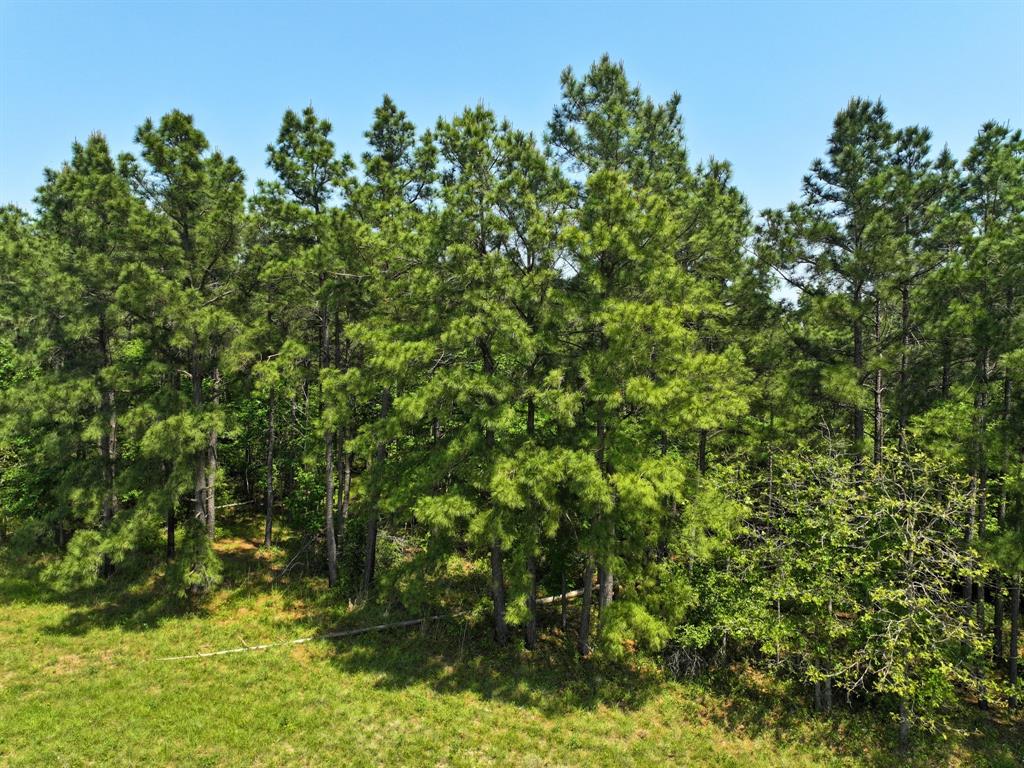 Lost Creek Road, Lovelady, Texas image 5