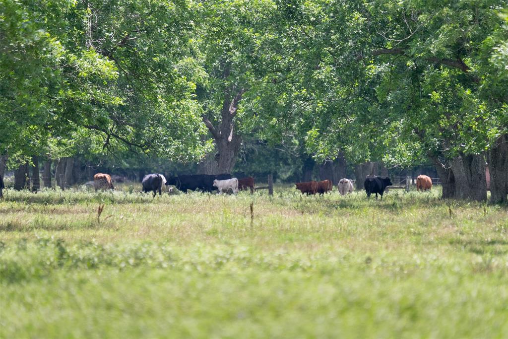 2640 County Road 107 Rd, Boling, Texas image 1