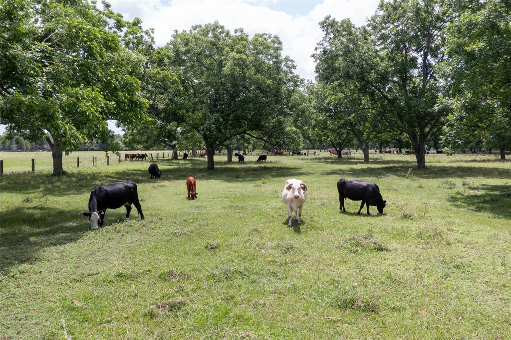2640 County Road 107 Rd, Boling, Texas image 24